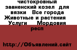 чистокровный зааненский козел  для вязки - Все города Животные и растения » Услуги   . Мордовия респ.